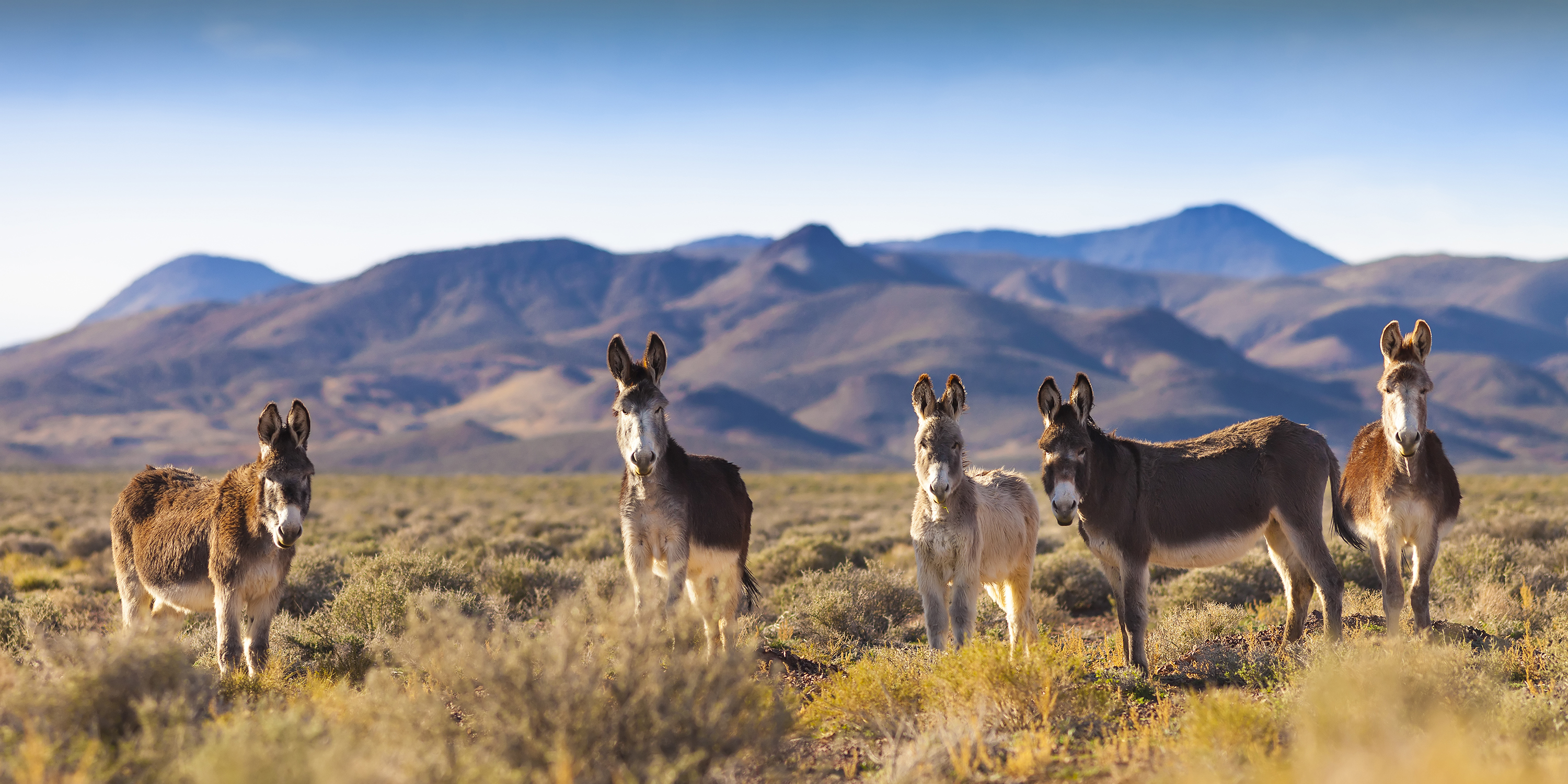 Five wild donkeys standing in desert scrubland with mountains